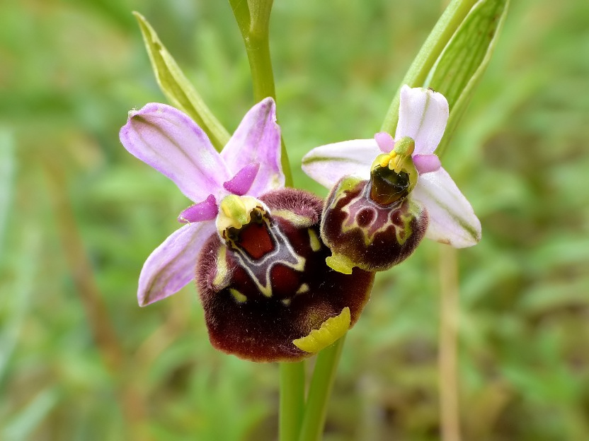 Ophrys cinnabarina (=Ophrys holosericea subsp. paolina) nuova sottos. del Gargano